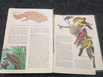 Od agamy po žraloka - Velký ilustrovaný slovník zvířat