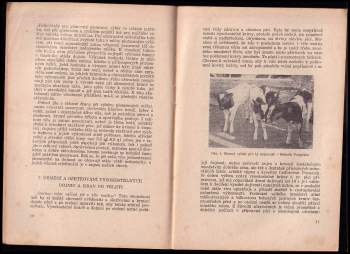 Rudolf Rulffes: Odchov telat