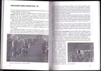 Jindřich Steinitz: Ohaři