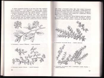 Čestmír Böhm: Okrasné listnáče našich zahrad