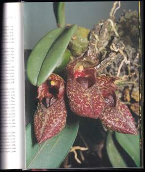 Jiří Haager: Orchideje v bytě