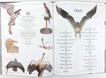 Jemima Parry-Jones: Orli