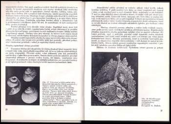 Zdeněk Vlastimil Špinar: Paleontologie