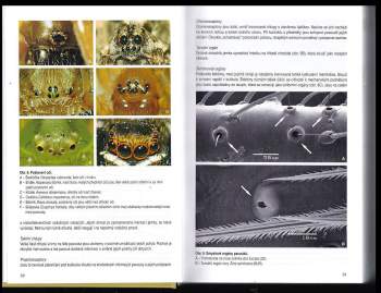 Antonín Kůrka: Pavouci České republiky