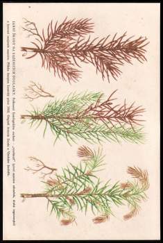 Jaroslav Hofman: Pěstování douglasky