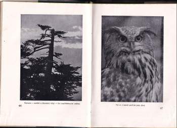 Volkmar Graumüller: Píseň lesů