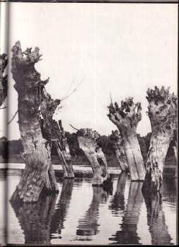 Miroslav Válek: Píseň o lese