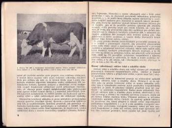 Josef Šmerha: Plemenitba skotu