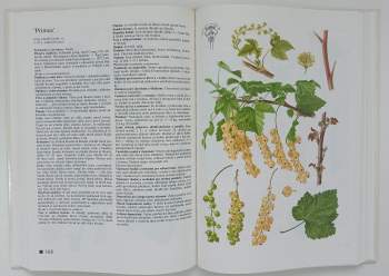 Josef Kutina: Pomologický atlas