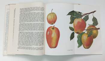 Otto Boček: Pomologie