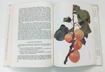 Otto Boček: Pomologie