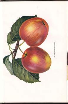 Otto Boček: Pomologie