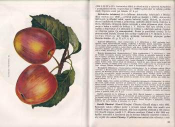 Otto Boček: Pomologie