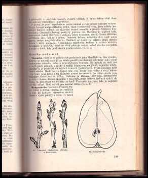 Otto Boček: Pomologie