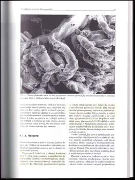 Antonín Zwinger: Porodnictví