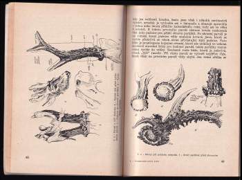 Libor Nebeský: Posuzování srnčí zvěře