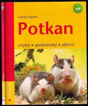 Potkan - chytrý, společenský, aktivní