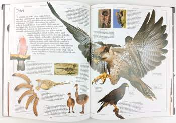 Miranda MacQuitty: Pouště