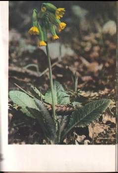 Jaroslav M Petrbok: Poznáš je, když kvetou