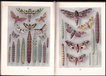 Jaroslav Tykač: Poznávejme motýly