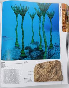 Douglas Palmer: Prehistorie