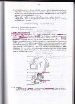 Alžběta Holibková: Přehled anatomie člověka