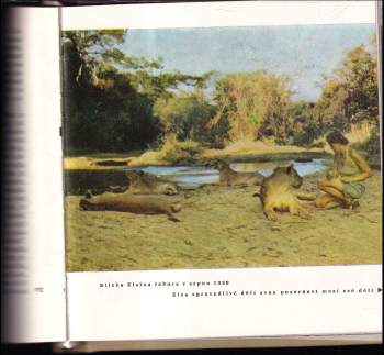 Joy Adamson: Příběh lvice Elsy