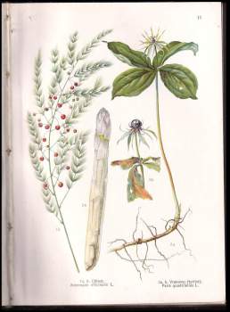 Otto Schmeil: Příroda a její divy- Procházky přírodou - Velký přírodopis- Rostlinopis