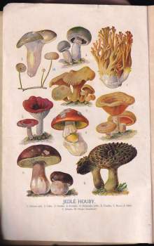 Josef Rosický: Přírodopis pro školy měšťanské na základě biologickém