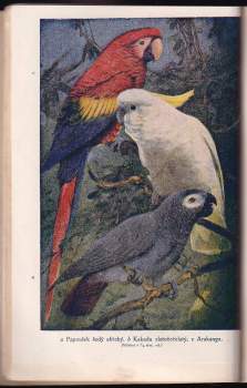 Josef Rosický: Přírodopis pro školy měšťanské na základě biologickém