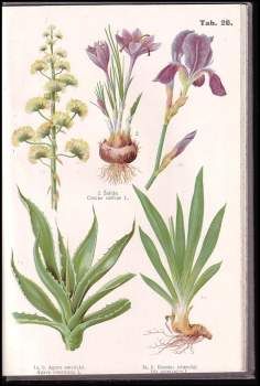 Otto Schmeil: Přírodopis rostlinstva pro vyšší ústavy, učitelstvo a přátele přírody