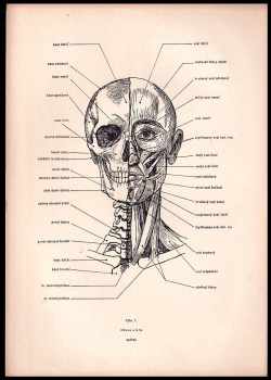 Příručka plastické anatomie lidského těla pro výtvarníky - 39 příloh