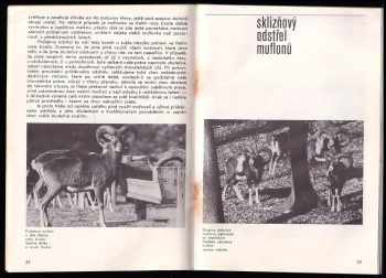 Josef Lochman: Průběrný odstřel mufloní zvěře