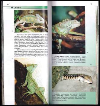 Dana Holečková: Průvodce ZOO Dvůr Králové nad Labem