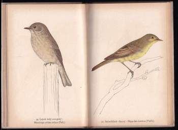 Karel Svolinský: Ptáci