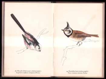 Josef Jirsík: Ptáci