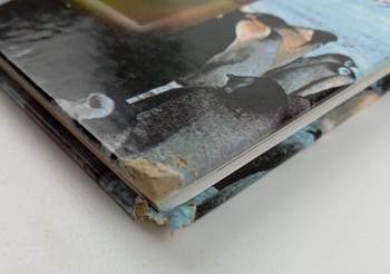 Josef H. Reichholf: Ptáci