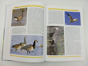 Jiří Felix: Ptáci