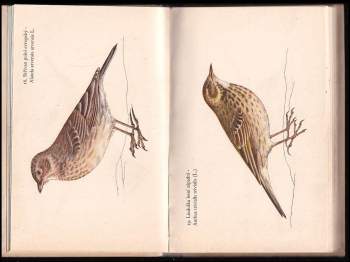 Josef Jirsík: Ptáci