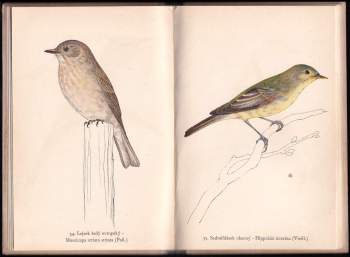 Josef Jirsík: Ptáci