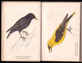 Josef Jirsík: Ptáci