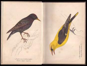 Josef Jirsík: Ptáci