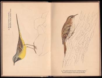 Josef Jirsík: Ptáci