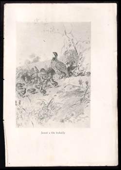 William Joseph Long: Ptáci nebeští