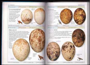 Michael Walters: Ptačí vejce