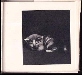 Karel Čapek: Pudlenka
