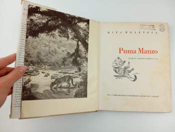 Ditha Holesch: Puma Manzo
