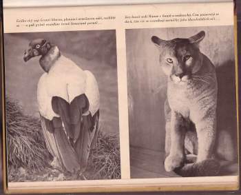 Ditha Holesch: Puma Manzo