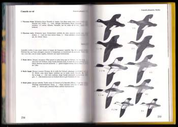Walter Černý: Quel est donc cet oiseau?