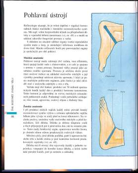 Ann Gillanders: Reflexologie